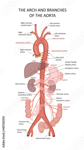 Systemic Arteries. Structure of the Aorta. Functions of the Aorta