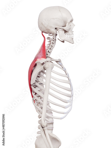 3d rendered medically accurate muscle illustration of the latissimus dorsi