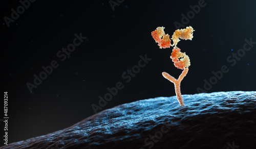 Antibody binding to human cell receptors