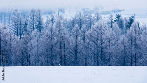 霧氷した森 冬の絶景 北海道
