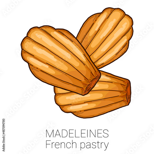 Madeleines French Pastry Pattiserie Cake Colorful Vector Illustration