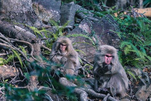 Wild monkey in Yakushima island Kagoshima Japan 