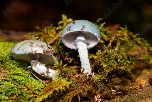 A group of mushrooms - verdigris agaric - Stropharia aeruginosa, in natural habitat