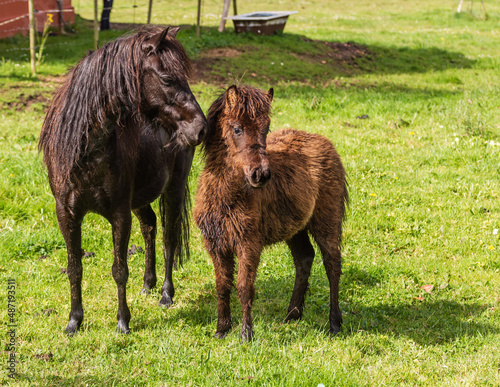 cria recien nacida