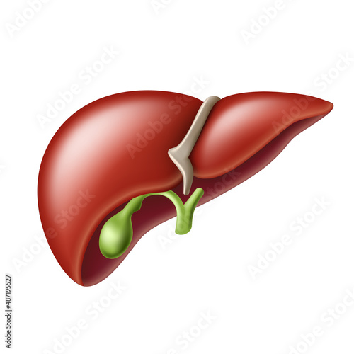 Realistic liver anatomy structure. Hepatic system , digestive gallbladder organ.