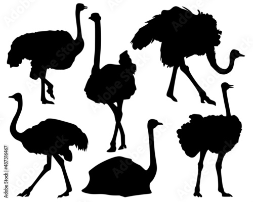 Set of silhouettes of ostrich in black.