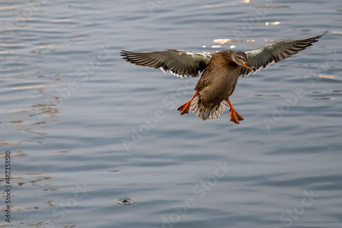 mallard duck landing on water
