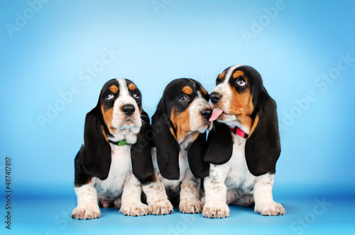 basset hound cute puppies photo shoot pet studio photography 