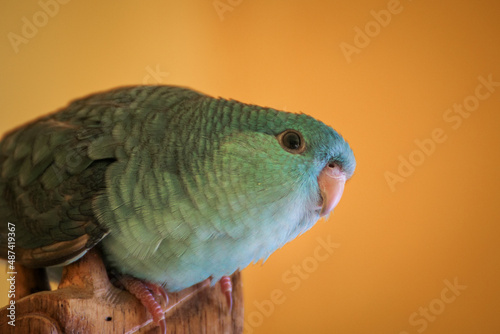 Barred parakeet turquoise male lineolated parakeet close up