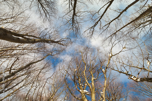 Drzewa w lesie zimą, widok na niebo.