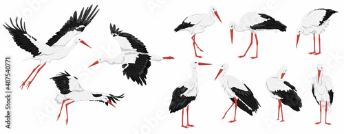 White stork set. Male and female Ciconia ciconia birds stand and fly. Realistic vector animal