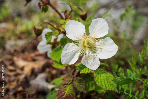 クサイチゴ（Rubus hirsutus）の花をクローズアップ／バラ科