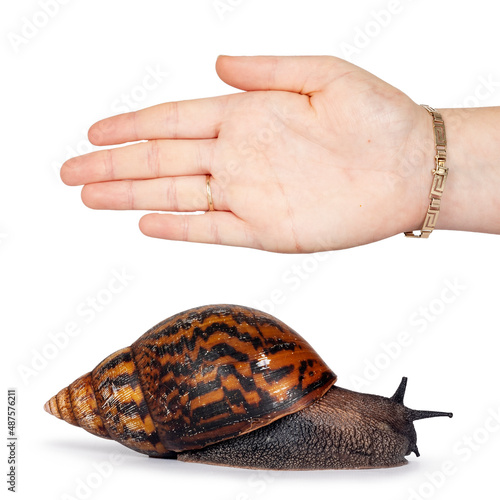 Adult size frican Giant Ghanese snail aka Giant African snail, Giant tiger land snail or Achatina Achatina , moving side ways. Human hand for reference size. isolated on a white background.