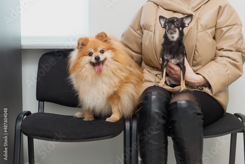 Woman with pets dogs sits on a chair in veterinary clinic, waiting for doctor