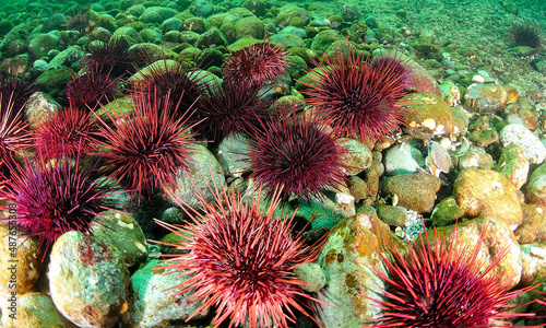 Red sea urchin group