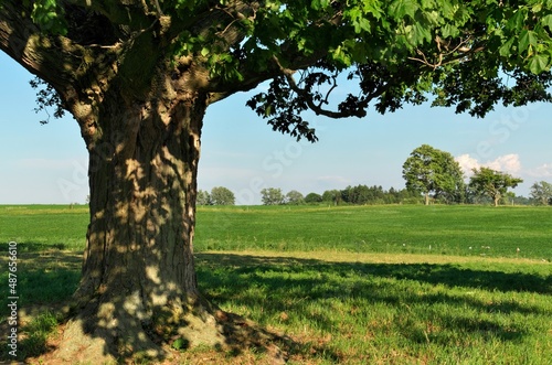 Idyllic Summer Scene at a Farm with Giant Maple Tree and Green Pastures on a Sunny Day