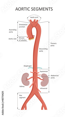 Aortic Segments. Diagrams depicting the ascending aorta and an overview of the aorta.