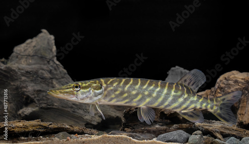 The northern pike (Esox lucius) 