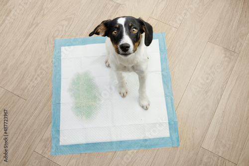 Portrait puppy dog sitting on a pee training pad with a spot looking up on wooden floor.