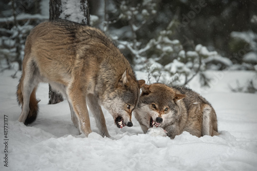 Winter scene in a pine snowy forest. Two adult European gray wolves (canis lupus) in an aggressive posture. One of the predators with huge white fangs growls at the other. Wolf in natural habitat.