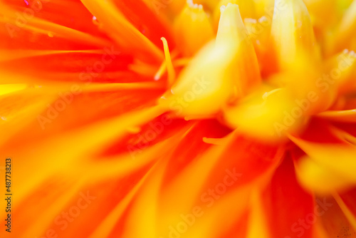 Orange gerbera flowers close up abstract background