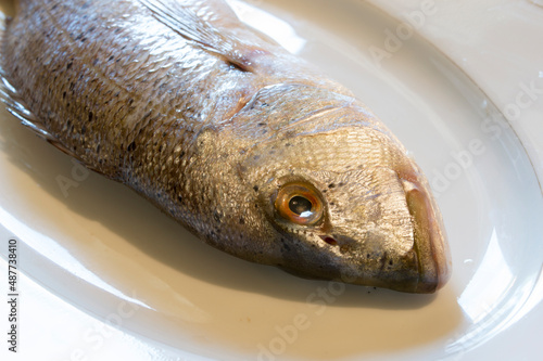 Raw saltwater fish Dentex Dentex, common dentex on a white plate, raw seafood from Adriatic sea, Dalmatian cuisine
