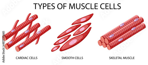 Type of muscle cells on white background