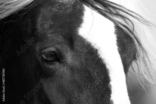 Closeup of horse showing its beautiful eye with white hair above