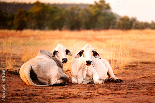 The bulls in the yards on a remote cattle station in Northern Territory in Australia at sunrise.