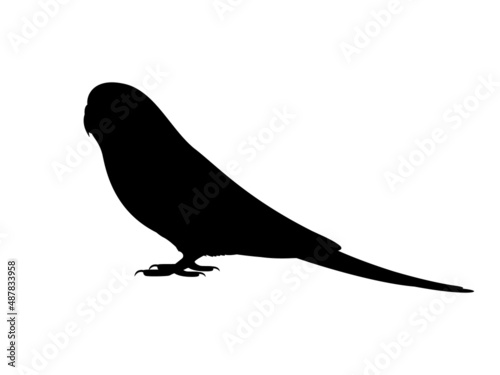 Silhouette of a budgie