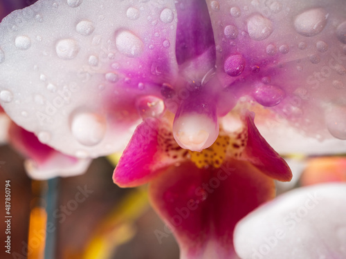 Orchid with dew drops. close-up, wet. Place to copy.