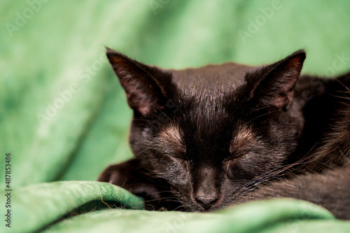 Domestic black cat kitten