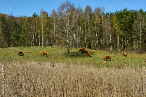 Stado krów pasie się na świeżej wiosennej łące pełnej pachnącej trawy. Błękitne niebo, zielone brzozy. Krajobraz wiejski.