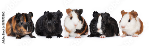 Five little guinea pig babies sitting in a row together isolated on white background