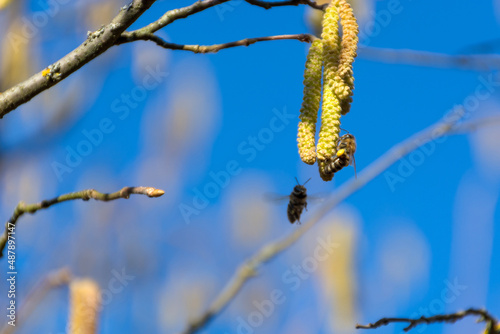 Common hazel in the spring blooms and bees collecting pollen on a sunny day in nature. Close up, selective focus and copy space