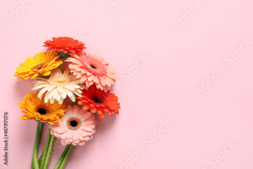 Beautiful colorful gerbera flowers on pink background, flat lay. Space for text