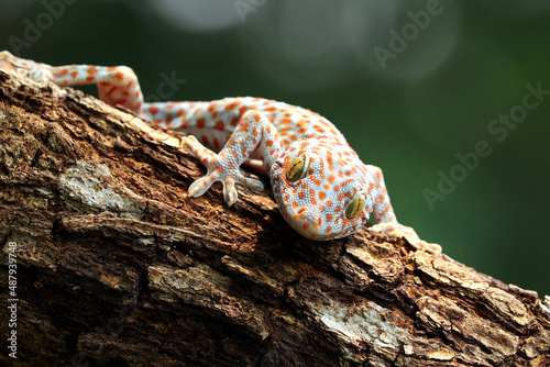 The Tokay Gecko (Gekko gecko) on wood.