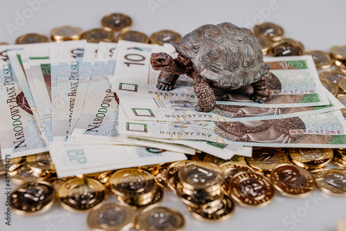 Żółw na polskich pieniądzach