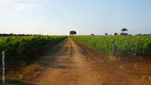 Rural landscape on Apulia between Ostuni and Brindisi