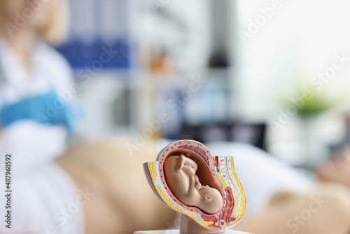 Plastic model of an embryo in the womb on the doctor's table