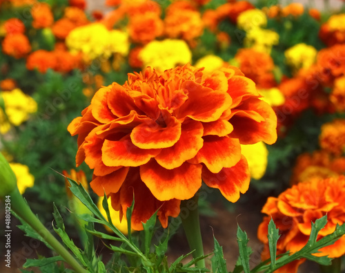 Beautiful Zinnia flowers, typical blooming park flowers