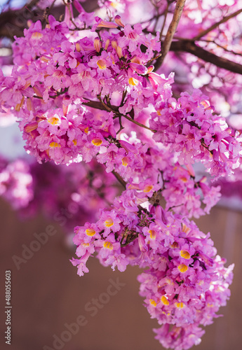 Pink blooming tree in Los Angeles. Amazing spring colors and natural beauty. 