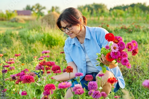 Middle-aged woman with garden shears picking bouquet of zinnia flowers