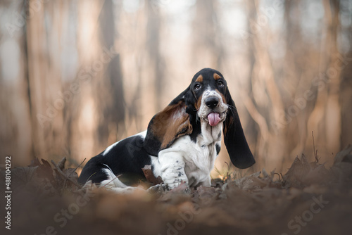 funny basset hound puppy