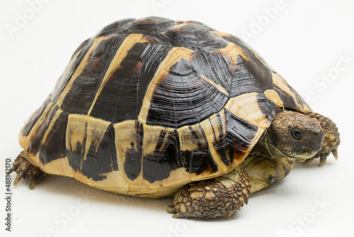 Hermann's tortoise Testudo hermanni isolated on white background 