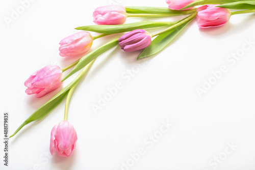 pink tulips on white background