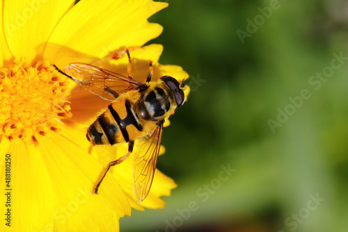  Biene / Bee / Apiformes