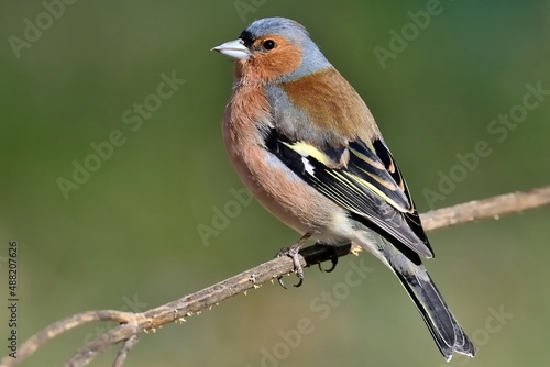 Ein männlicher Buchfink (Fringilla coelebs) auf einem Zweig.