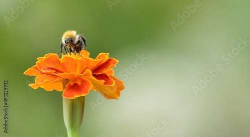 pszczółka 
