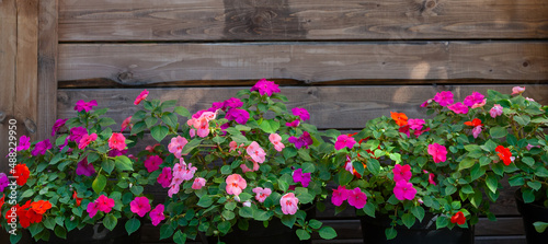 Bright pink, red and magenta impatiens against a brown wooden wall, banner